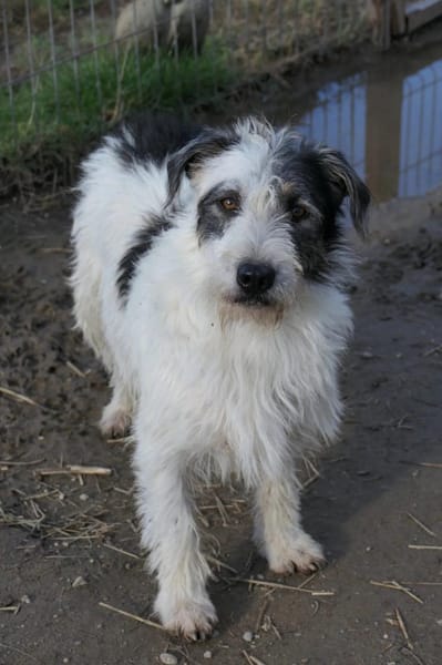 liebenswerter Nosy sucht