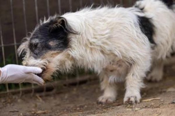 liebenswerter Nosy sucht