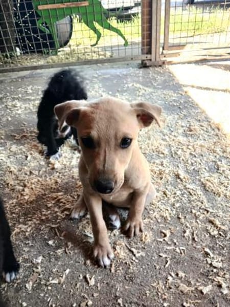 Keni ist ein süßer kleiner Kerl