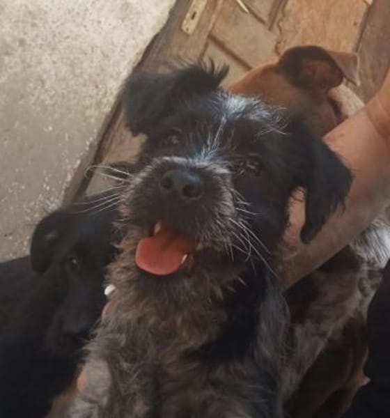 Elza möchte ihre Koffer packen