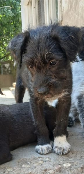 Erik sucht seine Familie