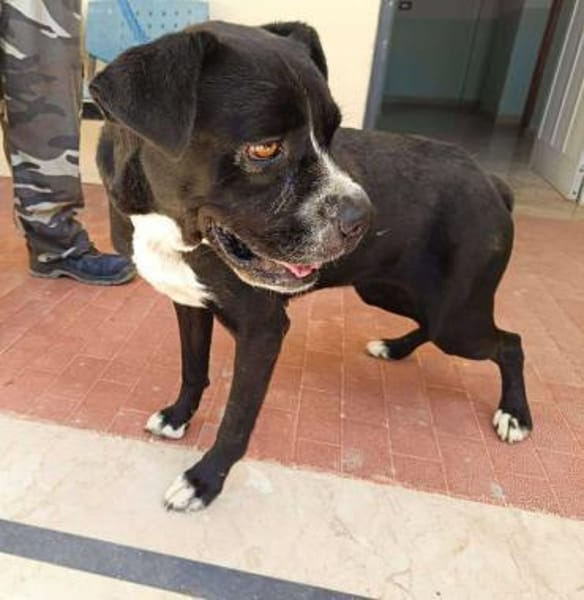 Zaira in der Tierherberge Donzdorf