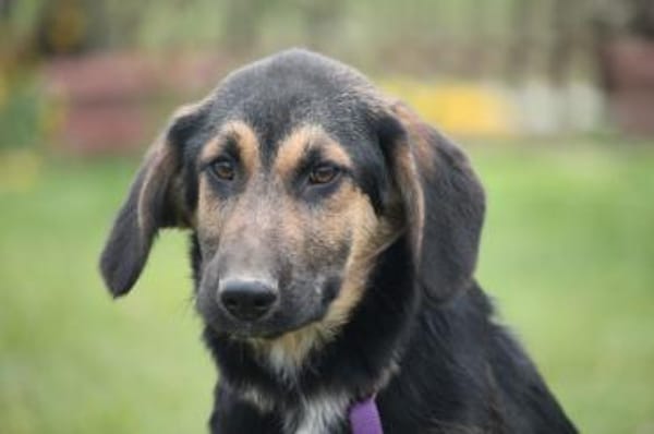 Enja sucht ihr für immer Zuhause...