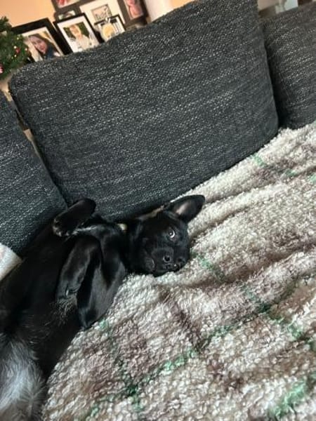 🐶💗 Zarte Rosie sucht Halt 💗🐶