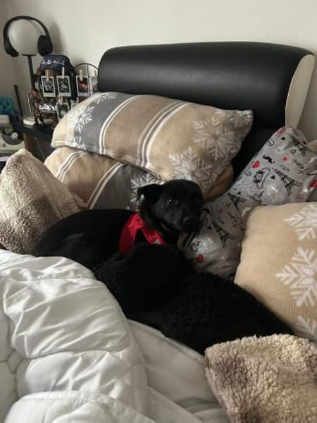 🐶💗 Zarte Rosie sucht Halt 💗🐶