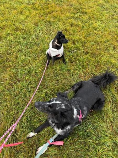 🐶💗 Zarte Rosie sucht Halt 💗🐶