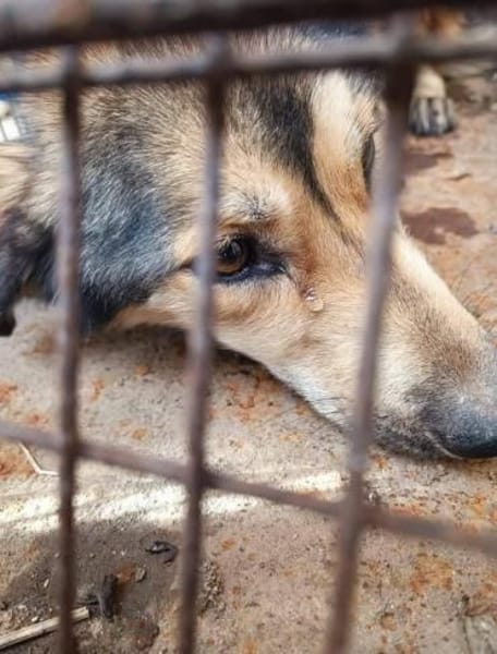 Thomas hatte ein schlimmes Schicksal