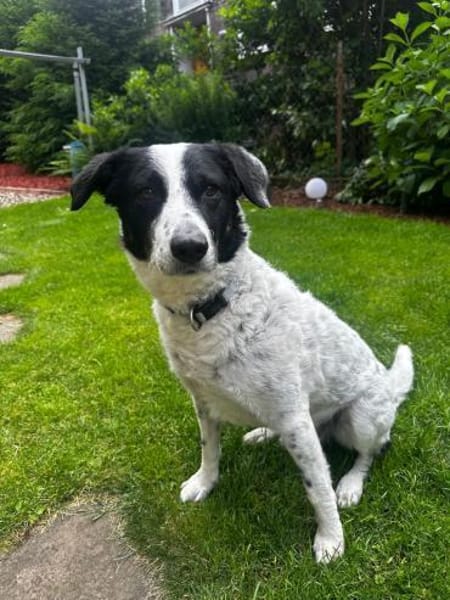 Bam Bam sucht liebevolles zu Hause...