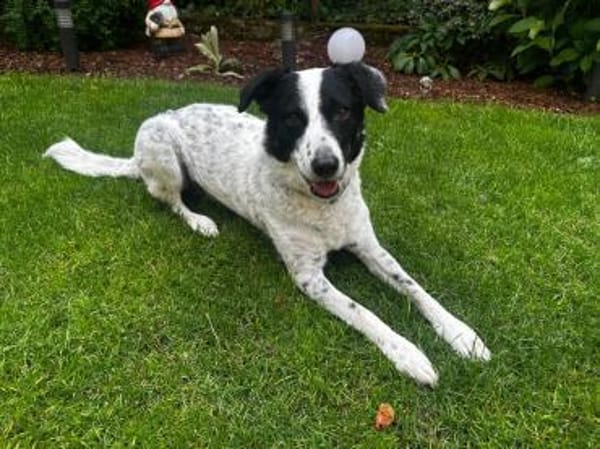 Bam Bam sucht liebevolles zu Hause...