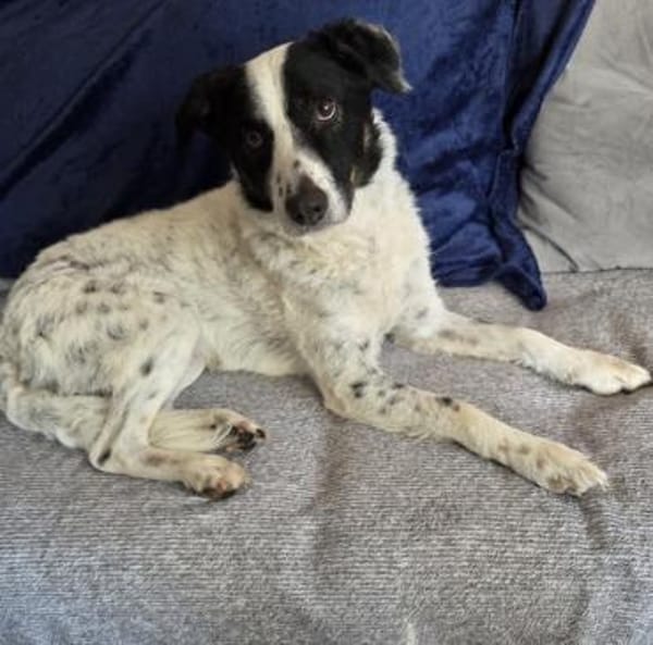 Bam Bam sucht liebevolles zu Hause...