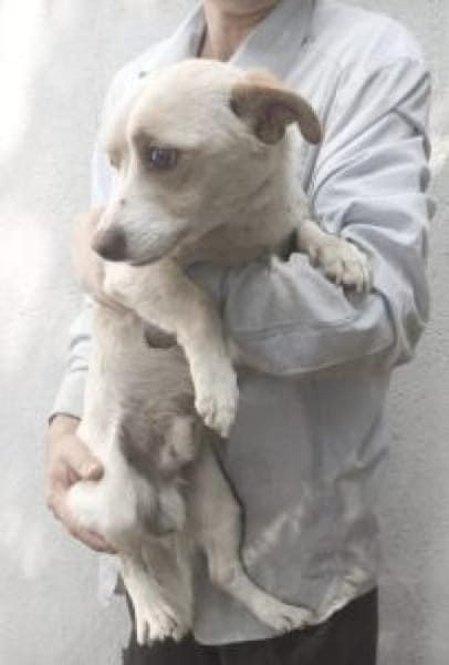 Lugi 35 cm (Pflegestelle)