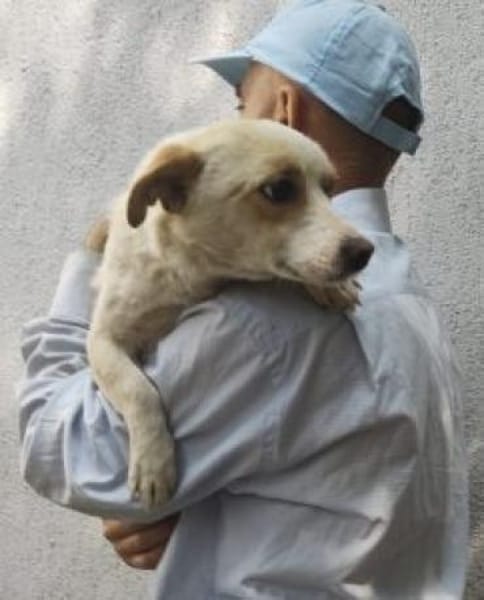 Lugi 35 cm (Pflegestelle)