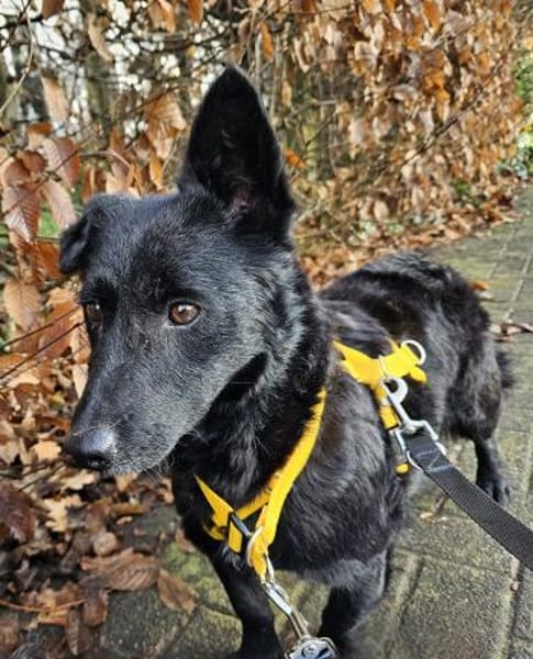 Cora mag erlebnisreiche Spaziergänge