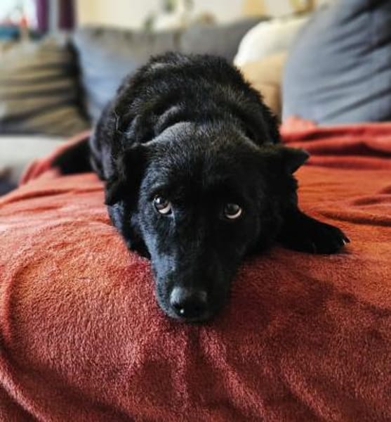 Cora mag erlebnisreiche Spaziergänge