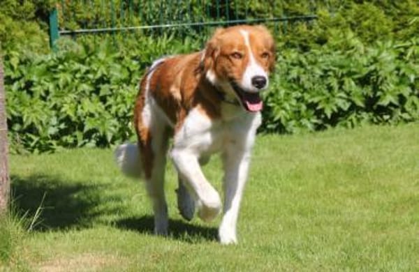 Nicos  Sensibelchen auf der Suche