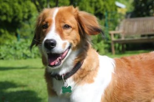 Nicos  Sensibelchen auf der Suche