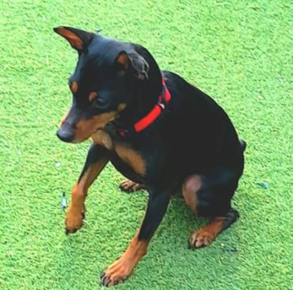 Toby13 sucht ein Zuhause