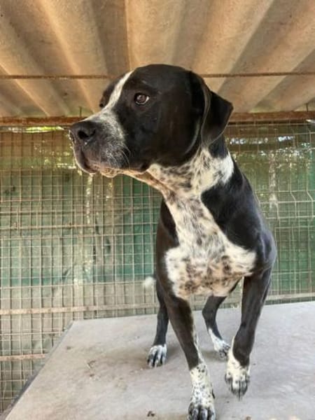 SPIKE - ein toller Hund..........