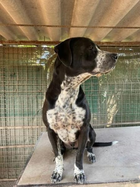 SPIKE - ein toller Hund..........