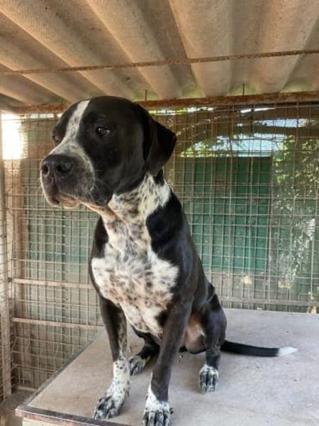 SPIKE - ein toller Hund..........