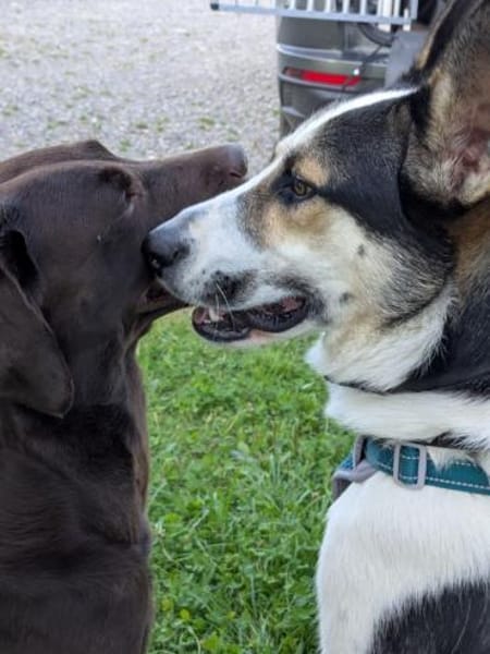 DONNA - wartet in 86975 Bernbeuren