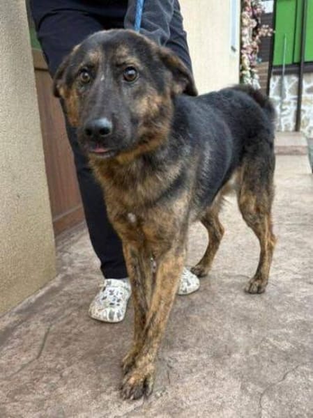 SHARUKH wäre gern dein Freund