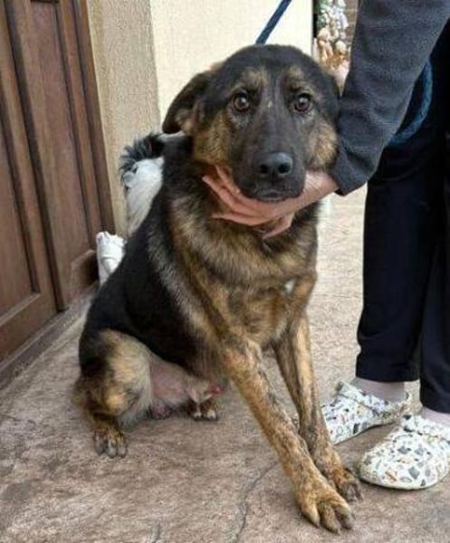 SHARUKH wäre gern dein Freund