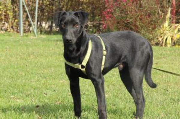 Miros Vorsätze - ein Zuhause finden