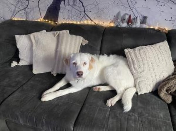 Merlino:großer Hund mit großem Herz-