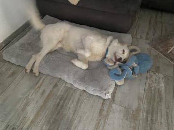 Merlino:großer Hund mit großem Herz-