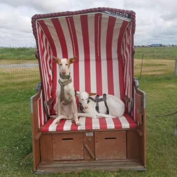 MILKY sucht Körbchen