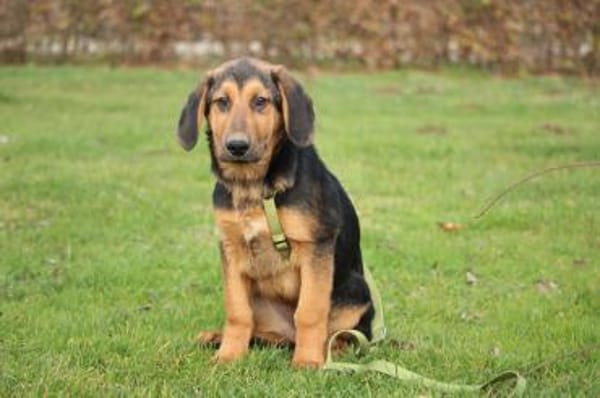 Milky sucht seine Familie