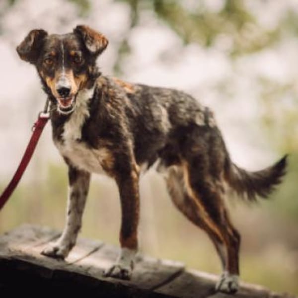 Joshi - freundlich & lieb