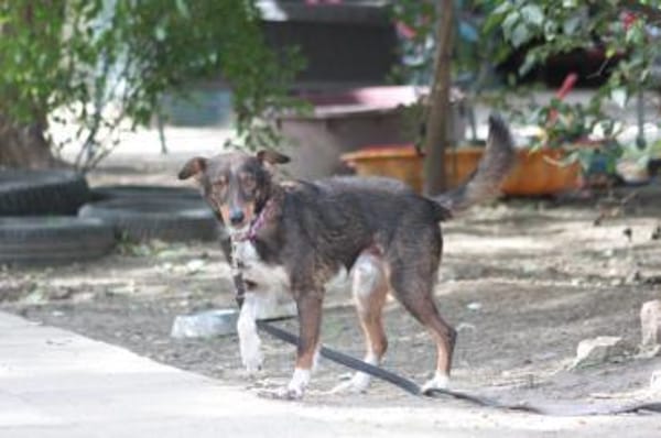 Joshi - freundlich & lieb