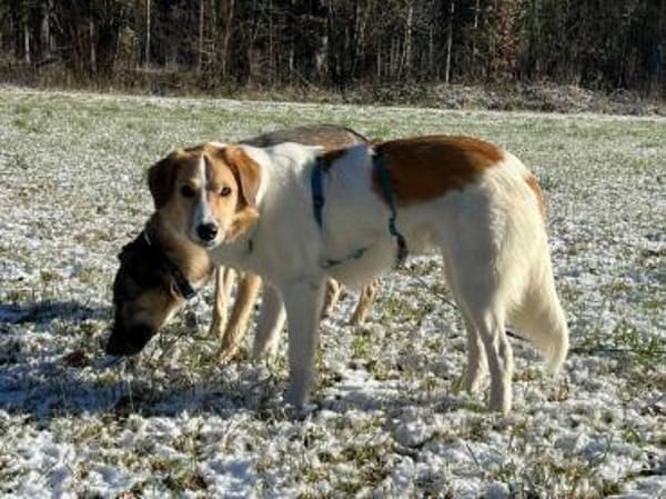 toller Rüde Momo wartet auf Pflegestelle