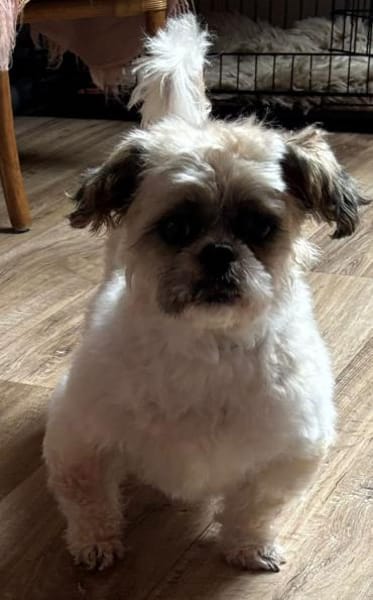 Diana°  in 66740 Saarlouis