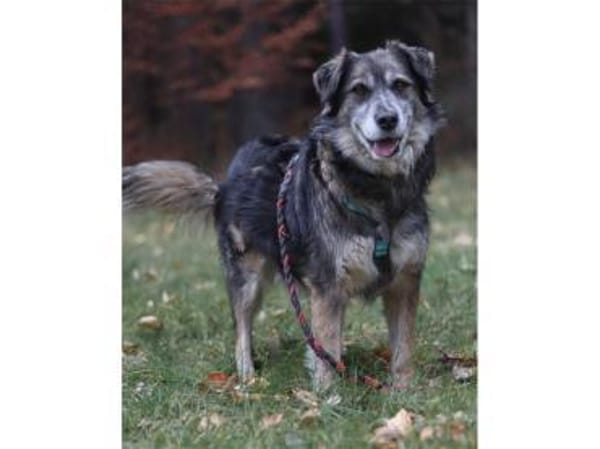 Linga - wartet in 96369 Weißenbrunn