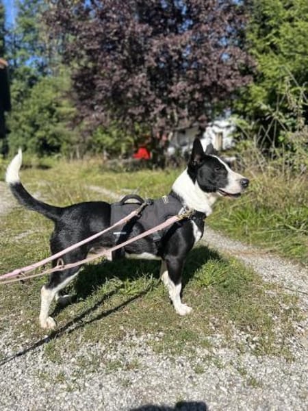 Benny, freundlicher Bub, ca. 4 Jahre, ca