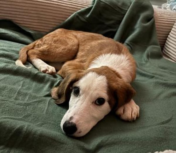 Emrina unsere kleine Schönheit