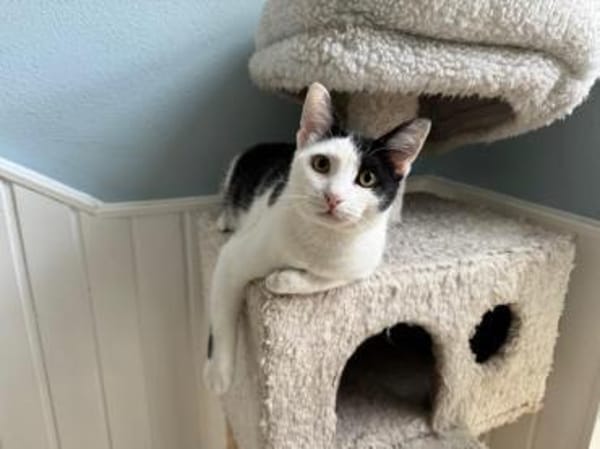 Dave, ruhiger Schmuser, 1 Jahr in 82054