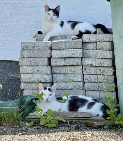 Dave, ruhiger Schmuser, 1 Jahr in 82054