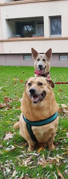 Choco, sanfter Rüde sucht Liebe