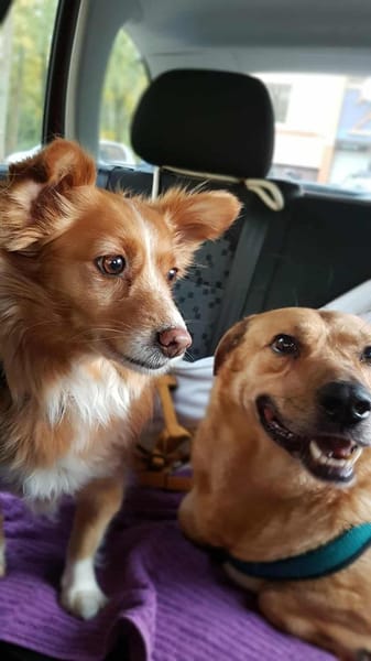 Choco, sanfter Rüde sucht Liebe