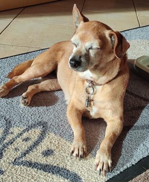 Elmi ❤ hat ein neues Zuhause verdient !