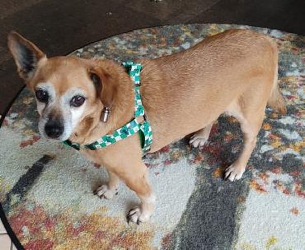 Elmi ❤ hat ein neues Zuhause verdient !