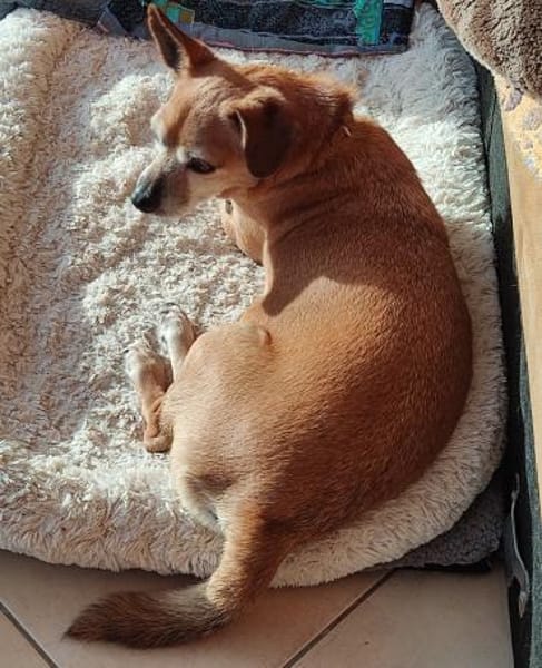 Elmi ❤ hat ein neues Zuhause verdient !