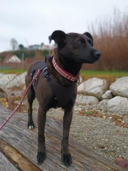 Hedike, sanfte Schönheit, ca. 2 Jahre, c