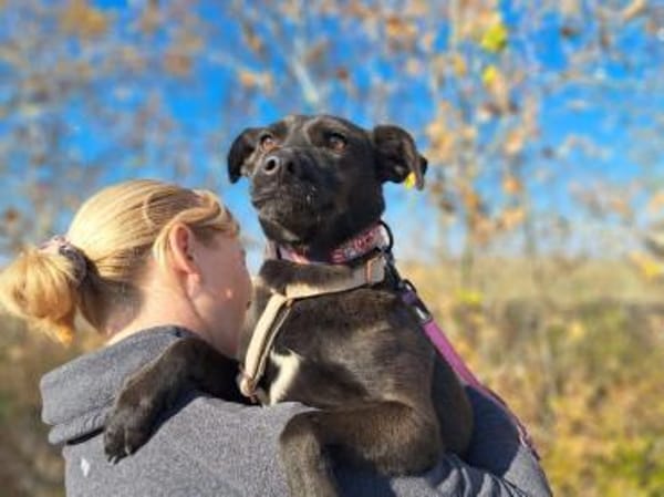 Hedike, sanfte Schönheit, ca. 2 Jahre, c