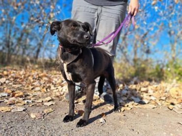 Hedike, sanfte Schönheit, ca. 2 Jahre, c