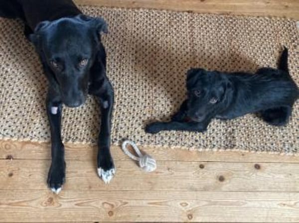 Moncsi, hübsches Sensibelchen, ca. 3 Jah